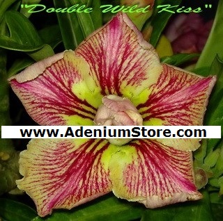 (image for) New Adenium \'Double Kiss\' 5 Seeds